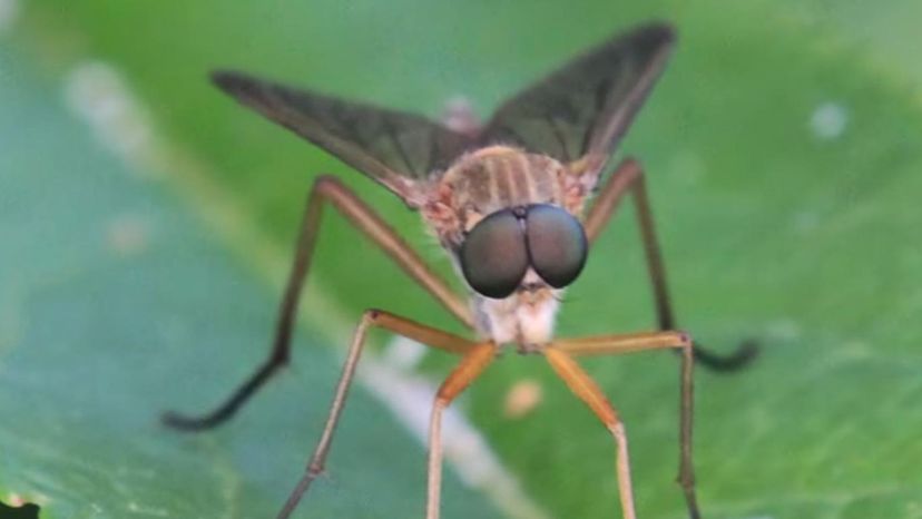 American Horse Fly