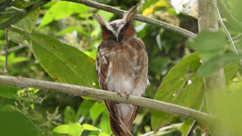 CRESTED OWL