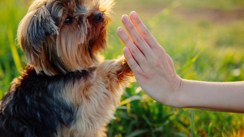 What dog breed should you adopt? Quiz