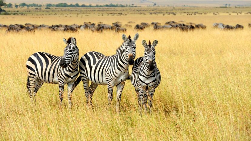 Zebra - grassland