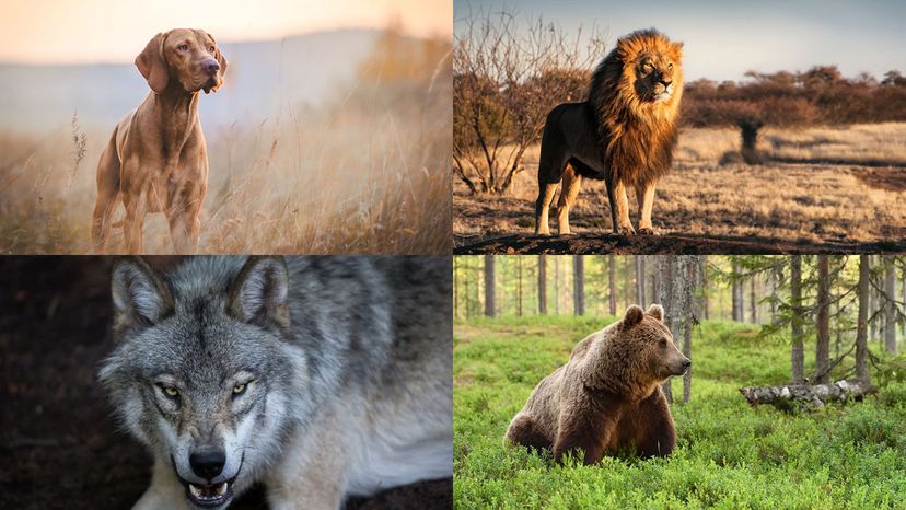 Is Your Totem Animal a Wolf, Bear or Lion?