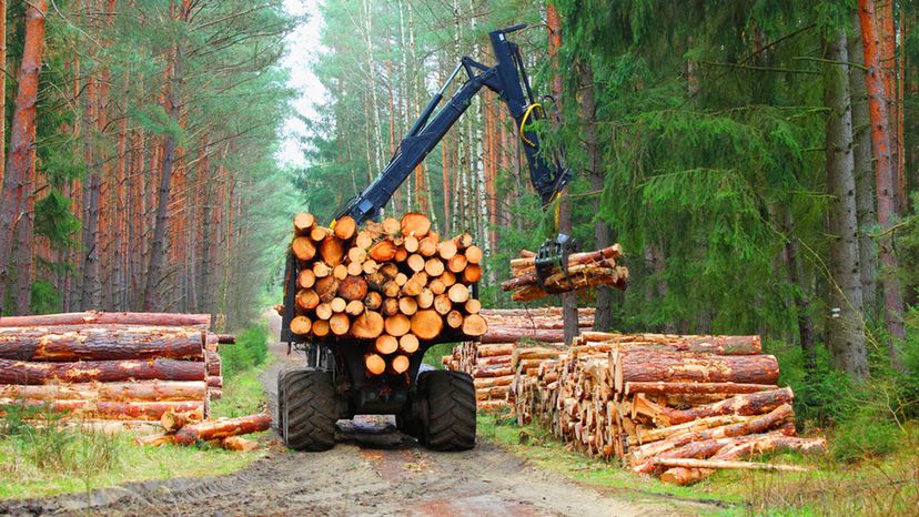 How Much Do You Know About Forestry?