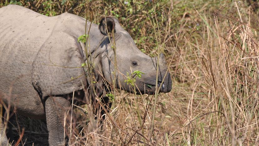 Greater One-Horned Rhino