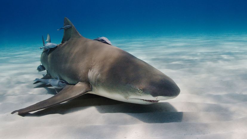 Lemon shark