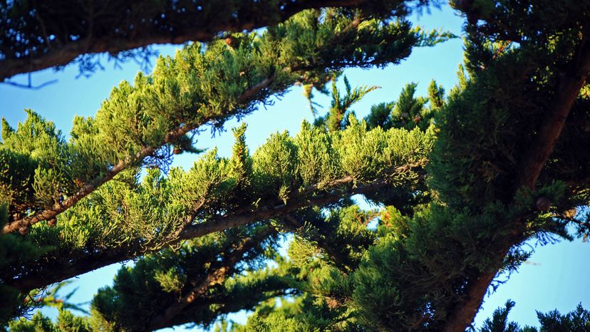 Monterey Cypress