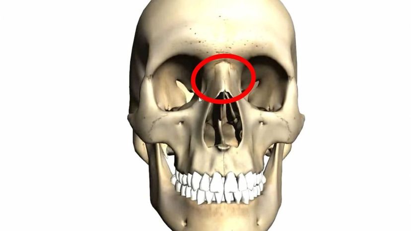 nasal bone