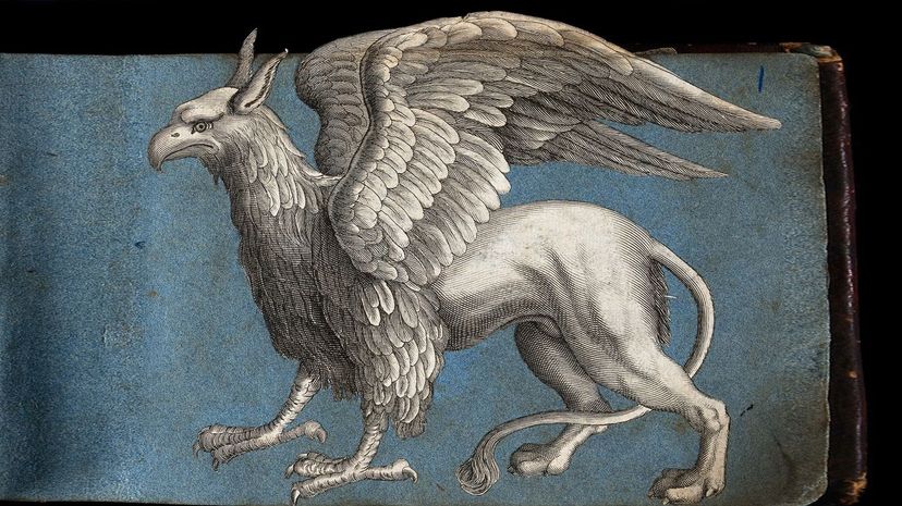 Griffin