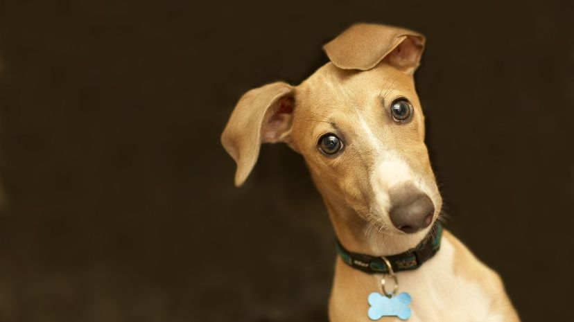 Italian greyhound