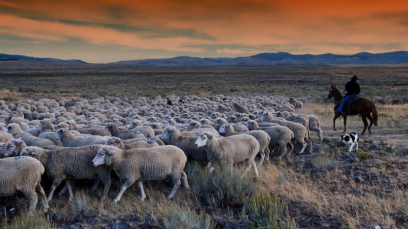 Idaho Sheep