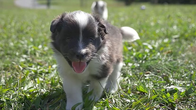 Shetland Sheepdog