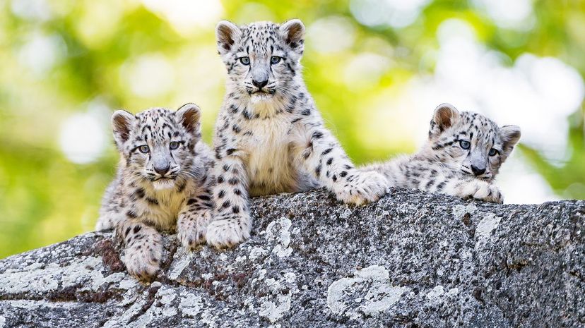 Snow leopard