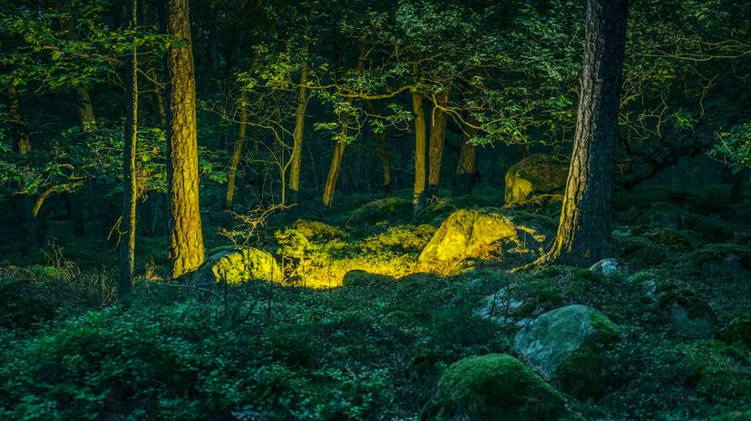 Golden light in the forest