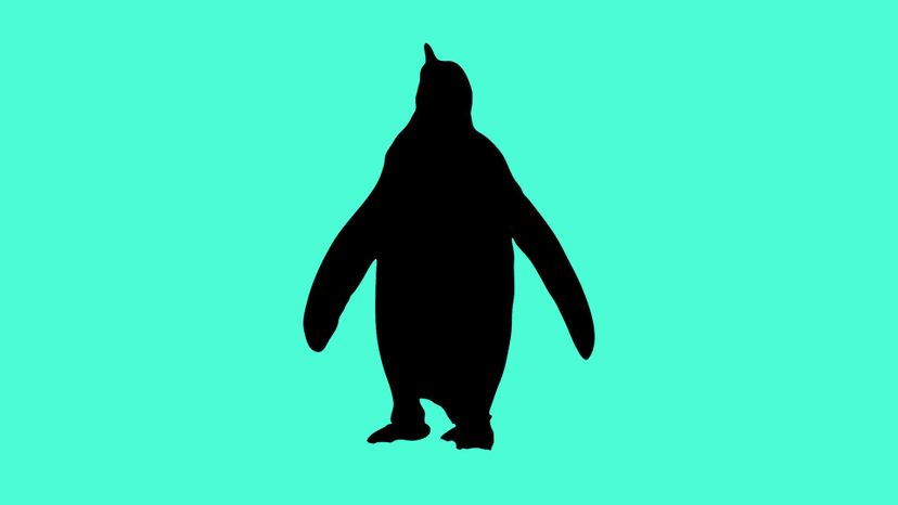 penguin