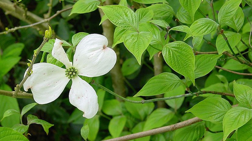 Flowering dogwood