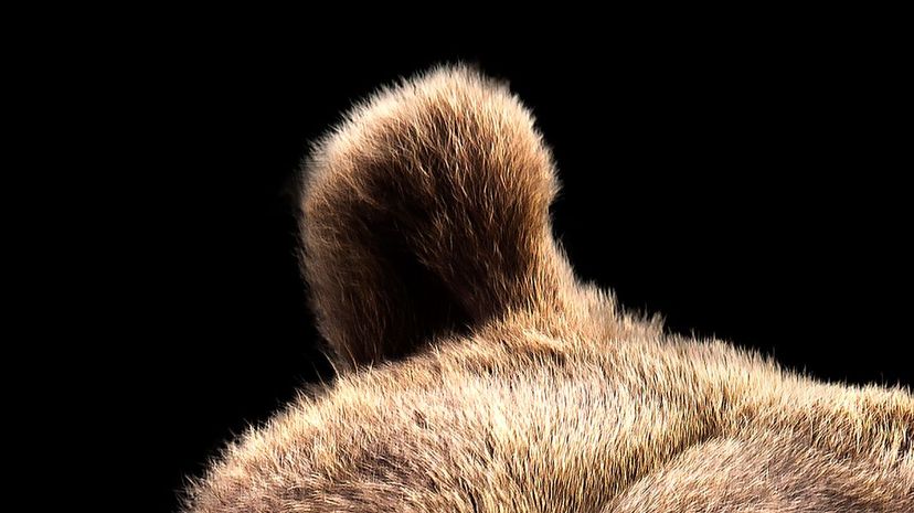 Can You Identify This Animal by Its Ears?