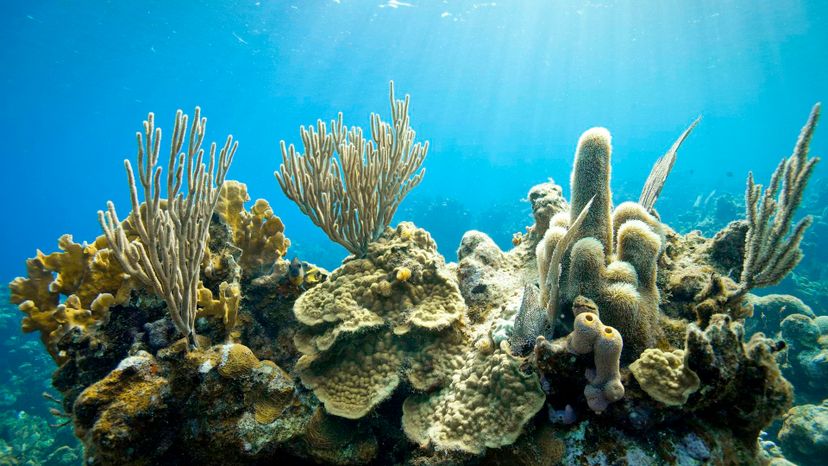 Coral