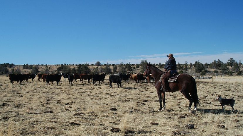 Cattle rancher