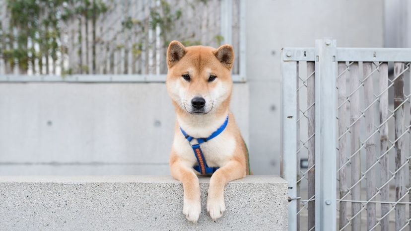 Shiba Inu