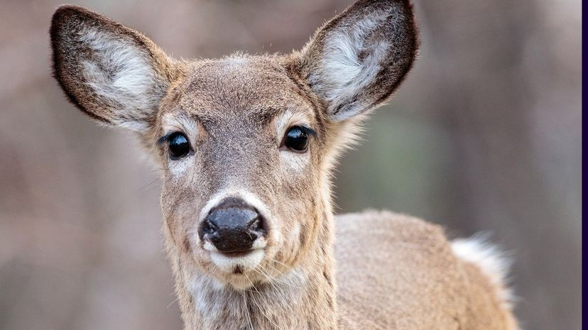 White-Tailed Deer