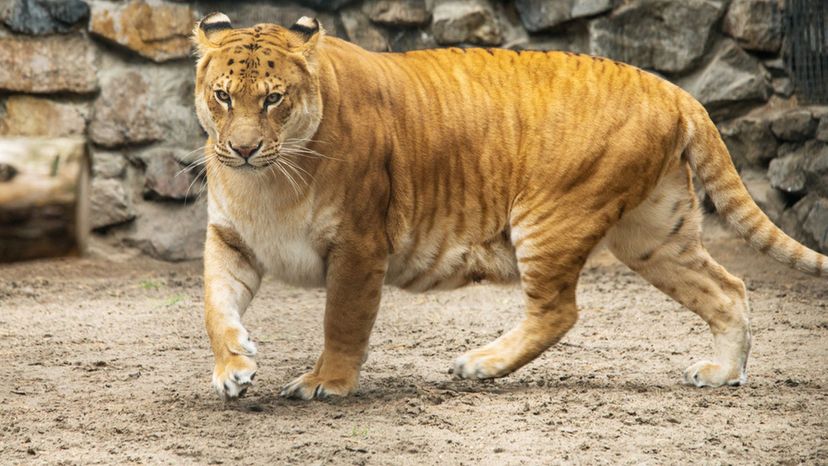 Liger