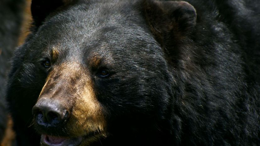 Black Bear