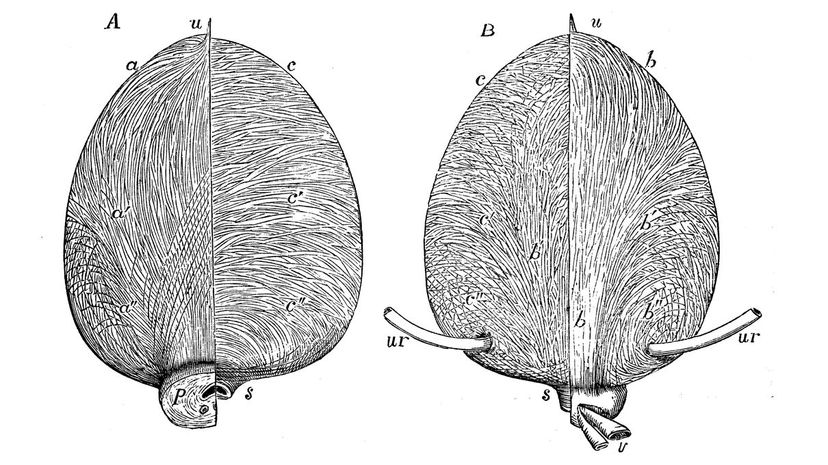 Urinary bladder