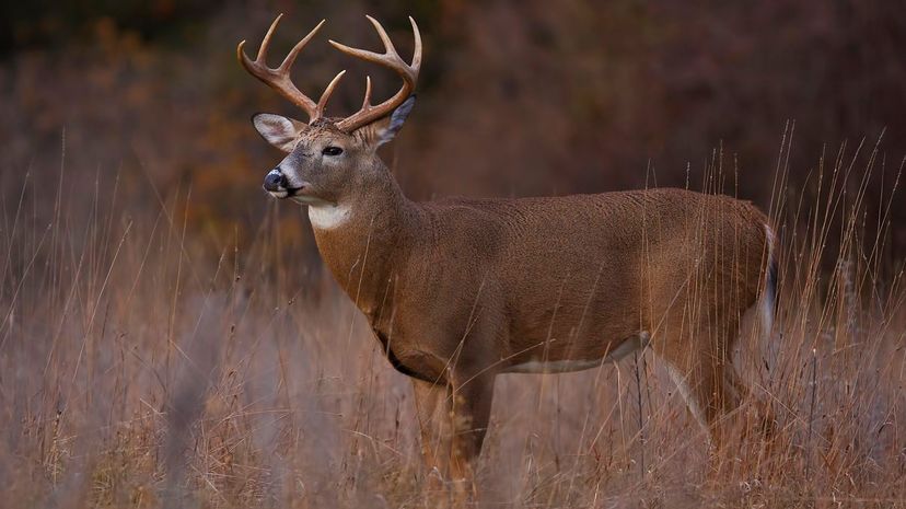 18 white-tail deer