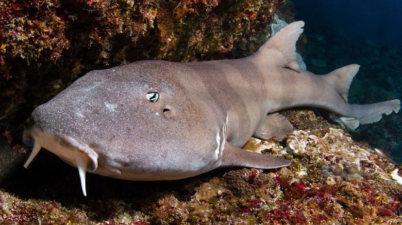 Brownbanded bamboo shark