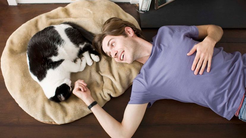 Can You Answer These Questions Every Cat Owner Should Know?