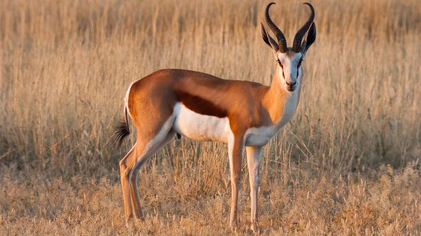 Gazelle