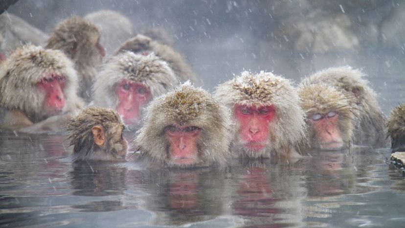 Japanese macaque