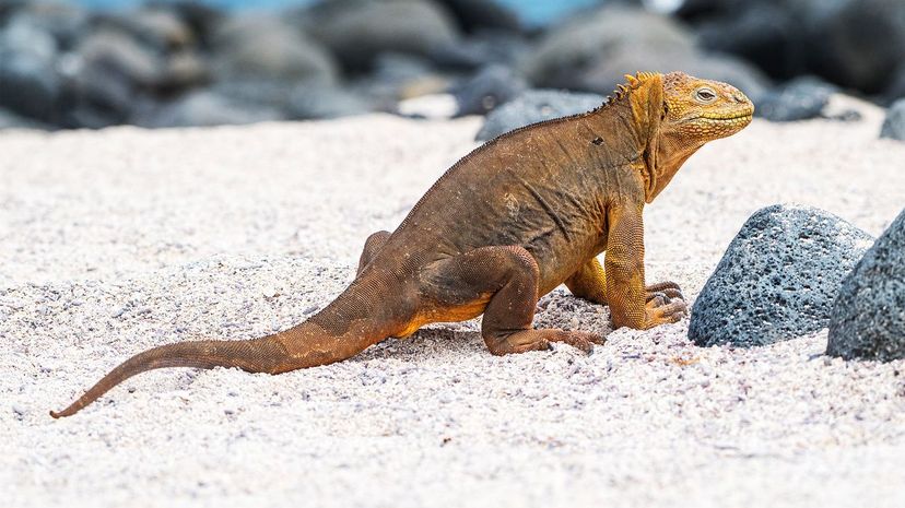 Galapagos Land Iguana