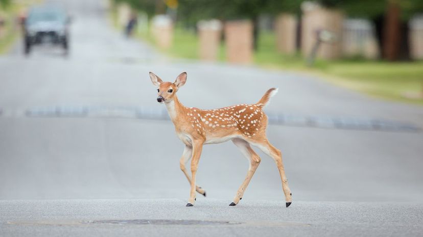 deer on road