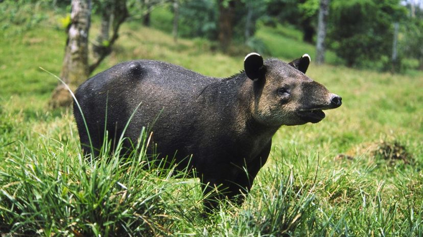 Baird's tapir