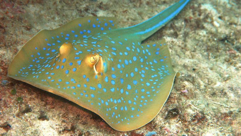 Blue-spotted ribbontail ray