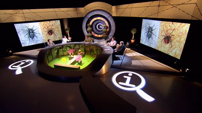 QI Spiders