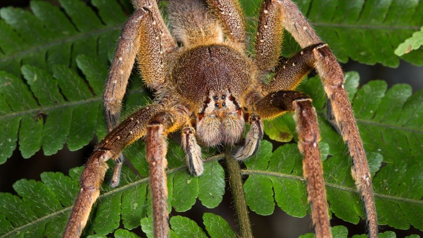 The Brazilian Wandering Spider