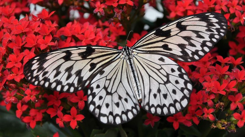 Butterfly Do You Know Which Phylum These Animals Belong To 2a