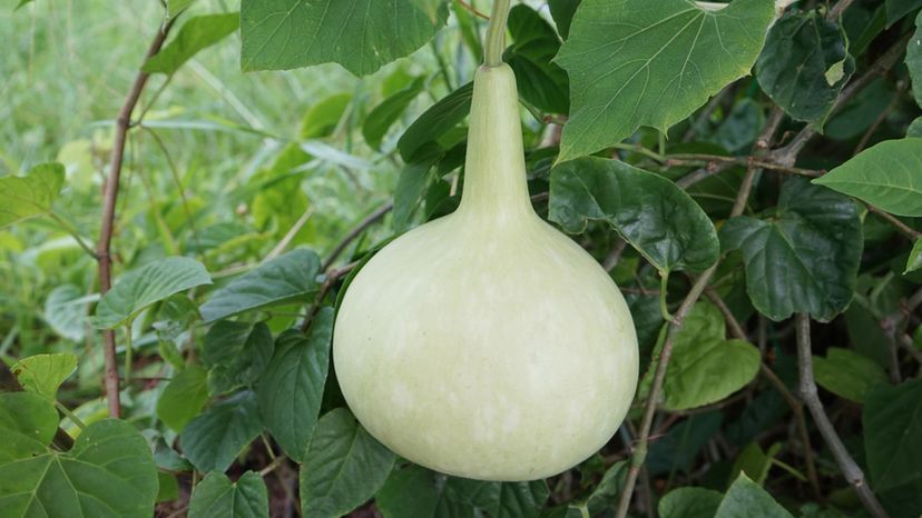 Bottle Gourd