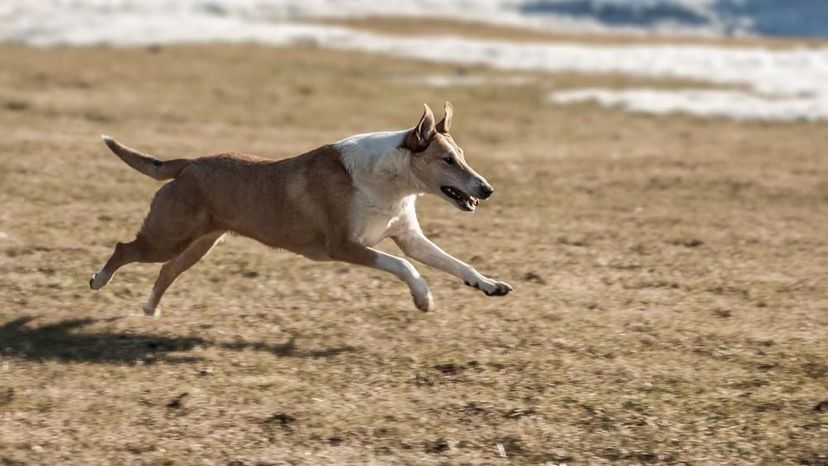 Smooth Collie