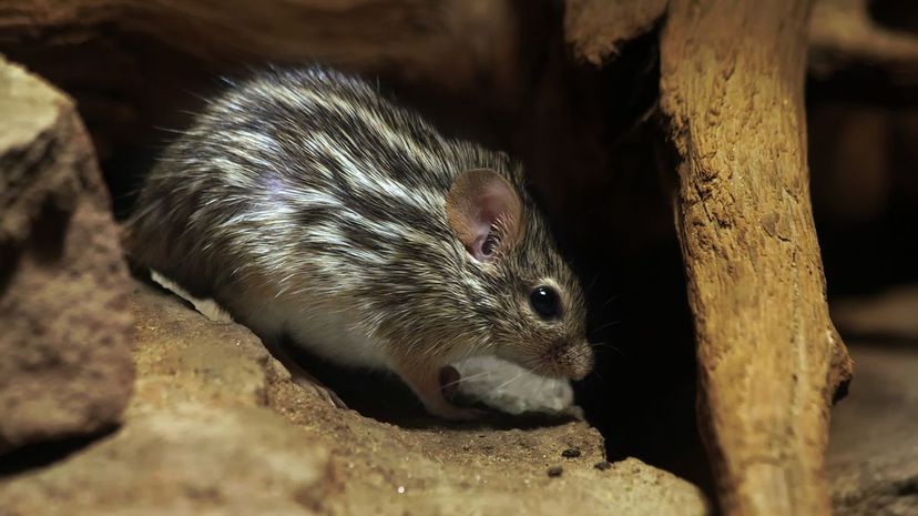 Striped Grass Mouse