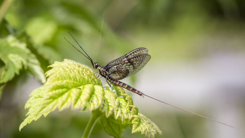 Mayfly