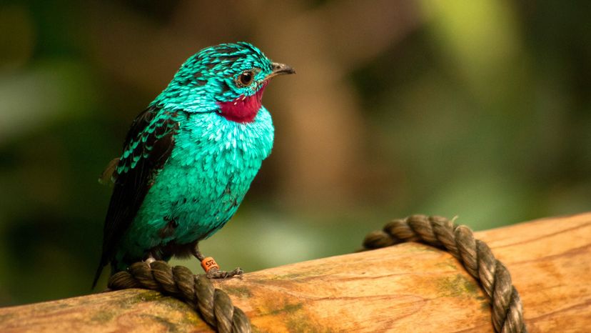 Spangled Cotinga