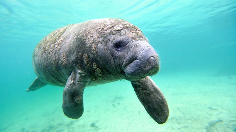 Manatee