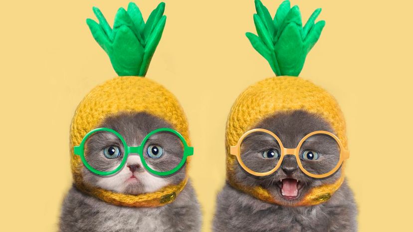 Cats in costumes pinnaple