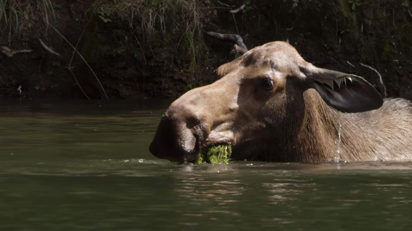 Moose swim