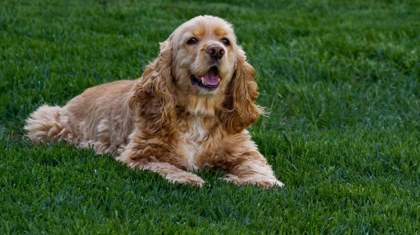 American Cocker Spaniel