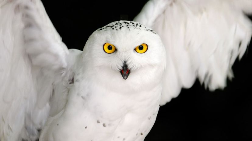 10 snowy owl