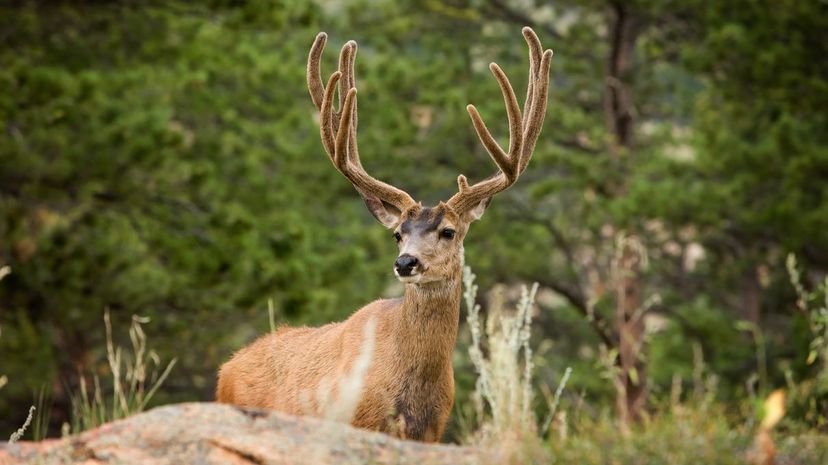 Mule Deer