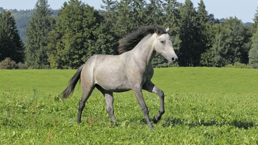 Connemara Pony